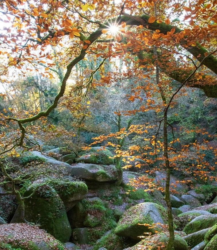 Sous bois automne 1